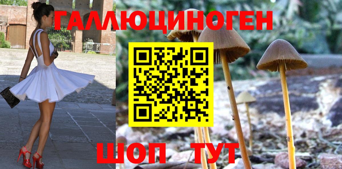 Псилоцибиновые грибы Psilocybe Сосновоборск